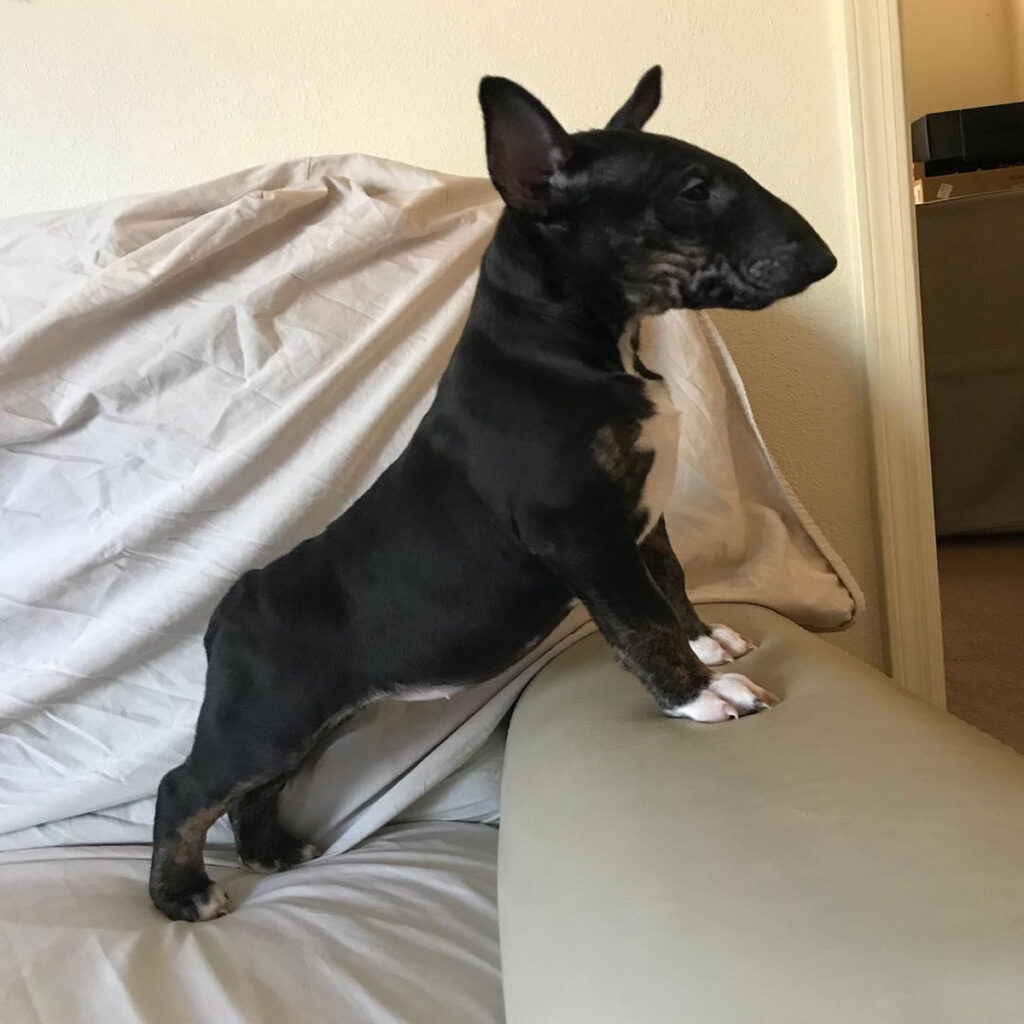 Bella