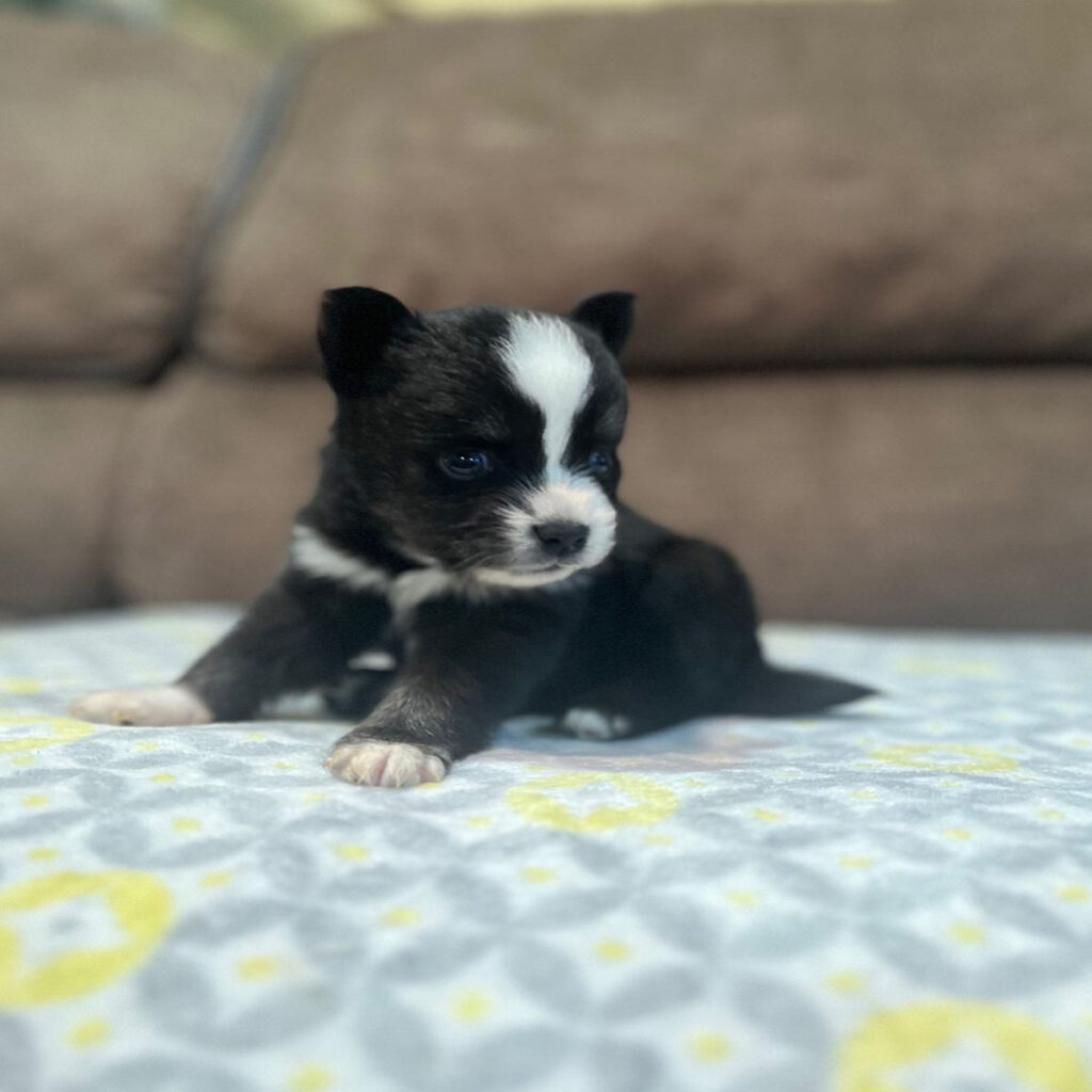 SAM