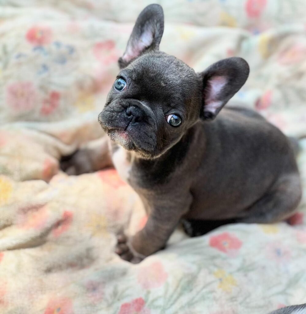 French Bulldog